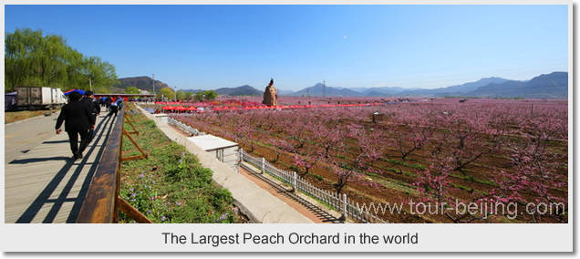 The Largest Peach Orchard in the world