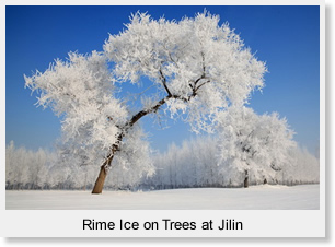 Rime Ice on Trees at Jilin