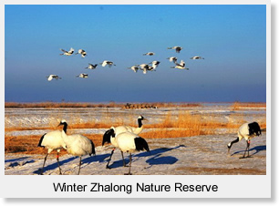 Winter Zhalong Nature Reserve