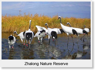 Zhalong Nature Reserve
