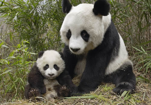 Yes, I think she's cute. No, I don't think they'll let us take her home. a panda, chilling out