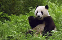 Beijing Zoo ( Giant Panda )