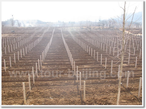 Grapes planting and picking area