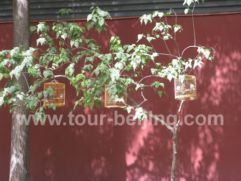 At the end of the west Shatan Houjie, turn left for 200 meters, you will see the Wall of Jinshan Park and Forbidden City