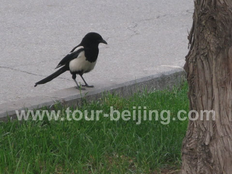 When I entered the park, a lively magpie by the main road.