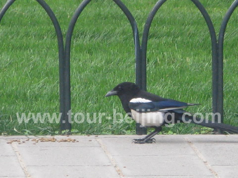 More pictures of magpies in the park.