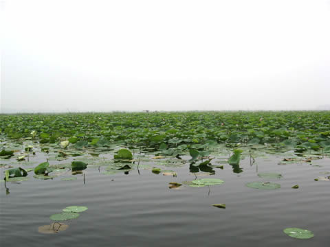 Shandong Weishan Lake