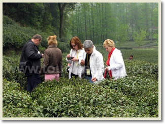 Shanghai Hangzhou Bus Day Tour