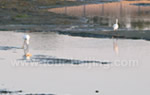 Beijing Beidaihe Bird Watching 3-Day Tour
