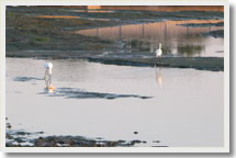 Beijing Beidaihe Bird Watching 3-Day Tour