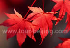 Fragrant Hills