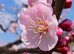 Viewing Apricot Flower + Summer Palace Day Tour