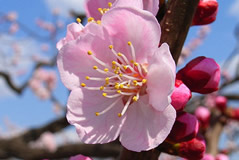 Escorted Apricot Flower Viewing Day Tour