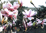 See Yulan Magnolia + Dajue Temple, Tanzhe Temple and ...