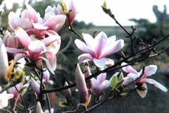 Escorted Yulan Magnolia Flower Viewing Day Tour