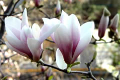 Escorted Yulan Magnolia Flower Viewing Day Tour
