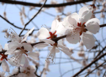 Watching Cherry Blossoms + CCTV Tower and Millennium Monument