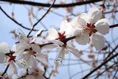 Escorted Cherry Blossom Tour