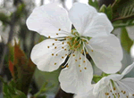 Seeing Pear Blossoms + Beijing World Park Day Tour