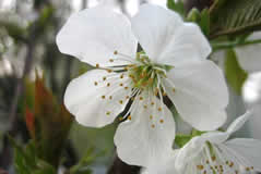 Escorted Pear Blossoms Day Tour