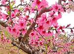 See Peach Blossoms + Jingdong (Eastern Beijing) Stalactite Cavern