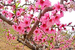 Escorted Peach Blossoms Day Tour