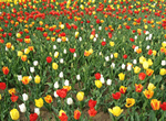 See Tulip Blossoms + 798 Art Space and New CCTV Tower Day Tour