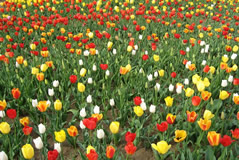 Escorted Tulip Blossoms Day Tour