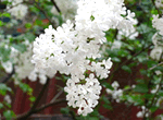 See Lilac Flower + Fayuan Temple and Temple of Heaven Day Tour