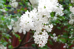 Escorted Lilac Blossoms Day Tour