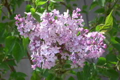 Escorted Lilac Blossoms Day Tour