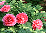 Viewing Peony Flower + Forbidden City, Jingshan Park and Hutong