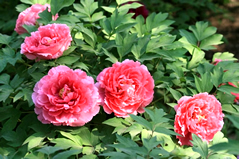 Escorted Peony Blossoms Day Tour