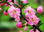 See Chinese Flowering Crabapple + Summer Palace and Panda House