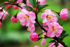 Guided Chinese Flowering Crabapple Viewing Day Tour
