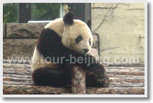 Panda House