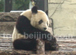 Panda House