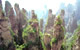 Zhangjiajie Hunan