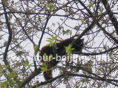 A red panda on the tree