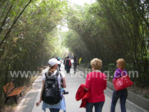 On the way to the panda house, there are many bamboos lined on both sides of the road - a kind of bamboo panda like to enjoy.