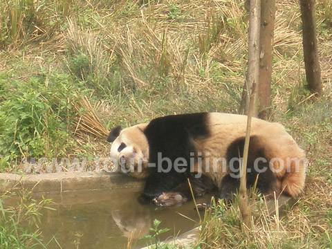 An giant panda was sleep by a small pond