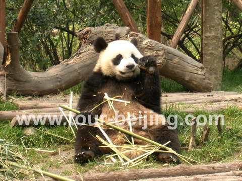 A well trained and experienced panda, having bamboo happily in front of us