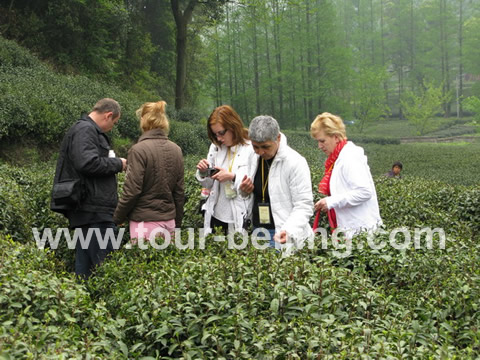 People were interested in the tea plantation