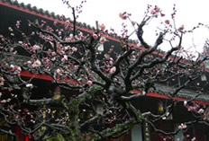 Wannian Temple