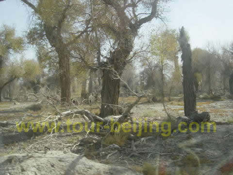 Huyang Trees 1