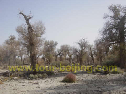 Huyang Trees 2