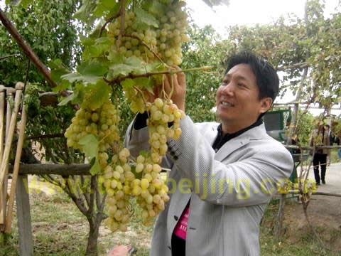 Picking Grapes 1