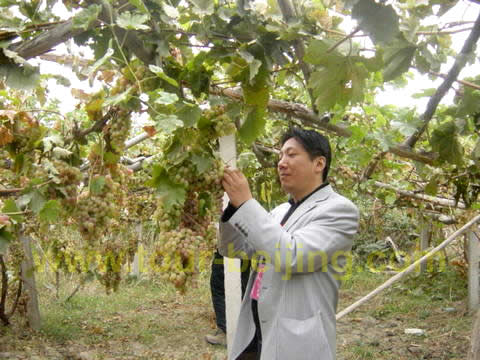 Picking Grapes 2