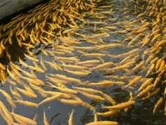 famous rainbow mountain trout