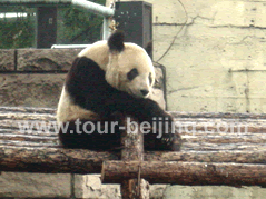 Beijing 4 Day Vacation Package for Couples with Kids